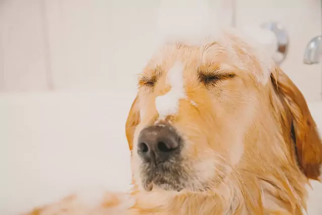 Dziedziczne choroby oczu u Golden Retrieverów