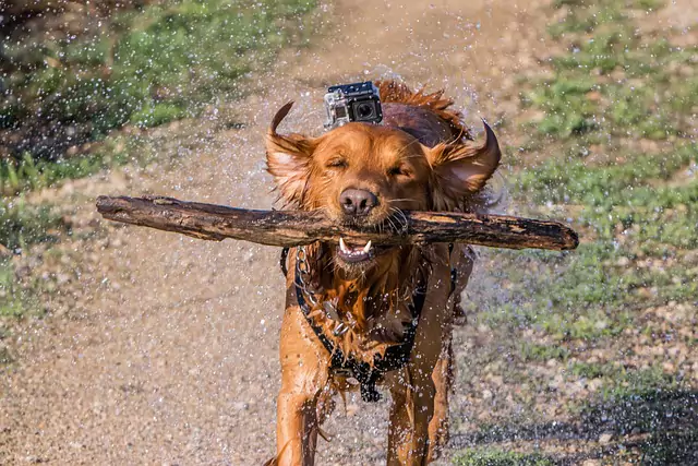 FAQ o Golden Retrieverach