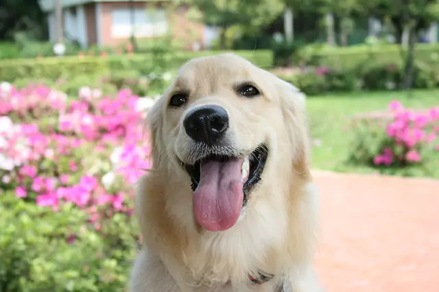 Hodowla Golden Retrieverów