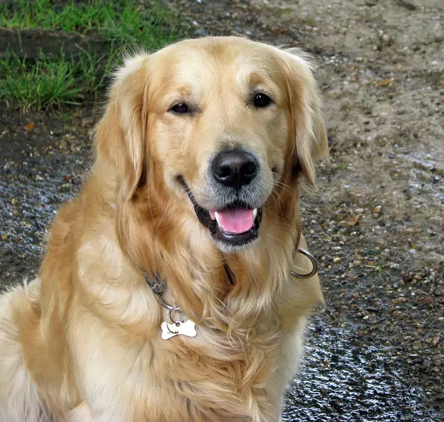 Kupno Golden Retrievera